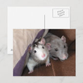 "Cushion Dwellers" Rat Postcard Postkarte (Vorne/Hinten)