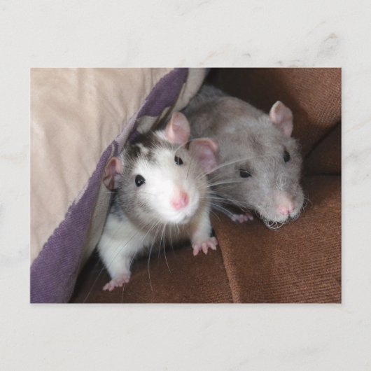 "Cushion Dwellers" Rat Postcard Postkarte (Vorderseite)