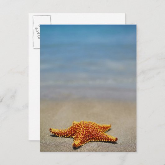 Cushion Starfish Postkarte (Vorne/Hinten)