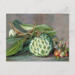 Custard Apple - Marianne North Postcard Postkarte