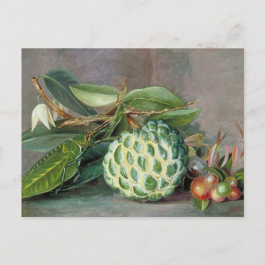Custard Apple - Marianne North Postcard Postkarte (Vorderseite)