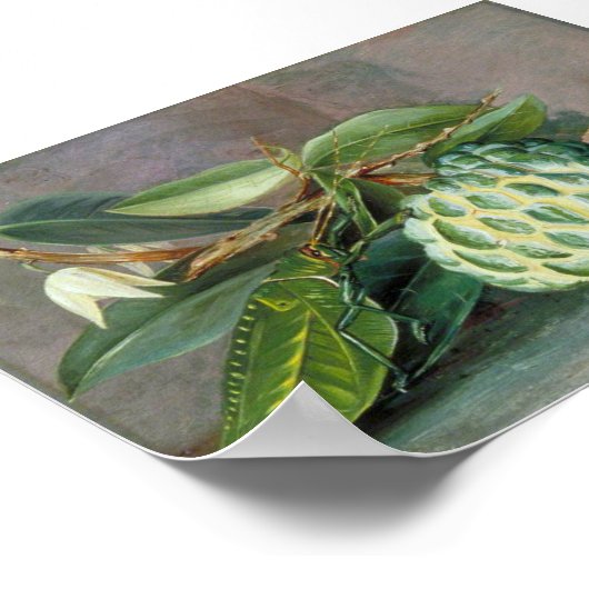 Custard Apple - Marianne North Poster (Ecke)