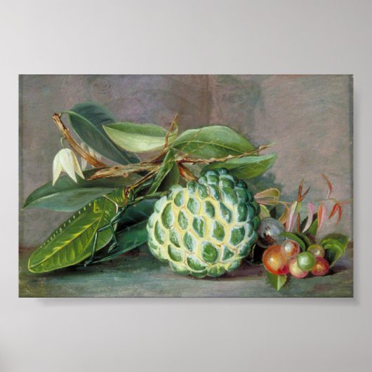Custard Apple - Marianne North Poster (Vorne)