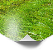 Custer Staat Park Legion Lake Area South Dakota Fotodruck (Ecke)