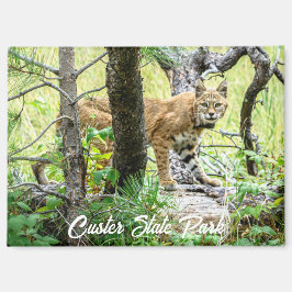 Custer State Park Bobcat Magnet
