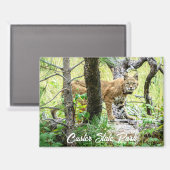 Custer State Park Bobcat Magnet (Vorderseite/Rückseite)
