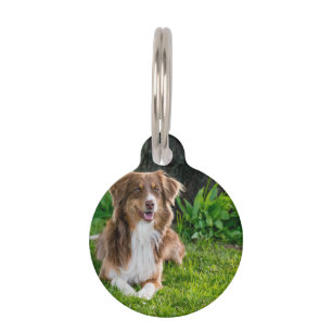 Custom Australian Shepherd Dog Pet Foto Haustiermarke