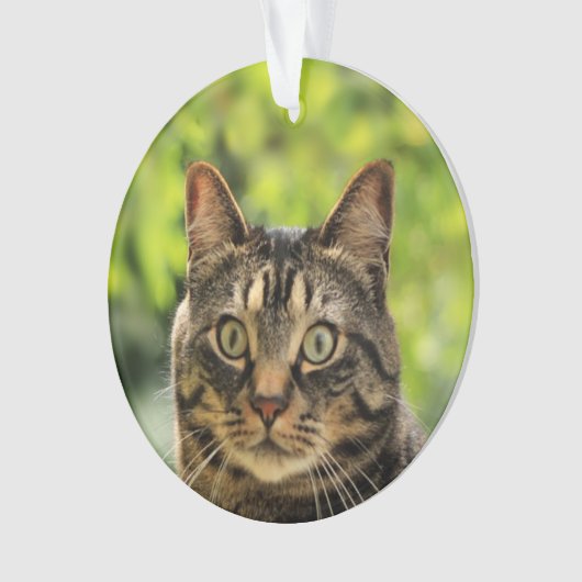 Custom Brown Tabby Cat Foto Ornament (Vorderseite)