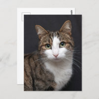 Custom Brown Tabby Cat Single Pet Foto