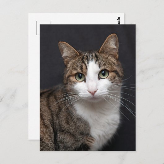 Custom Brown Tabby Cat Single Pet Foto Postkarte (Vorne/Hinten)