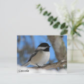 Custom Canada bird Chickadee Postkarte (Stehend Vorderseite)