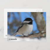 Custom Canada bird Chickadee Postkarte (Vorne/Hinten)