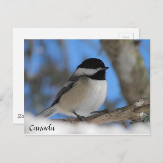 Custom Canada bird Chickadee Postkarte (Vorne/Hinten)