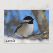 Custom Canada bird Chickadee Postkarte (Vorderseite)
