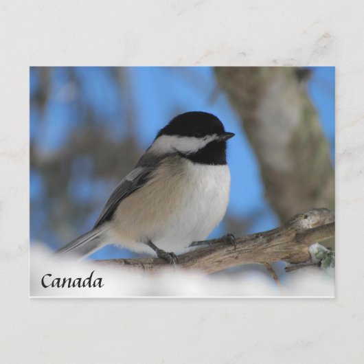 Custom Canada bird Chickadee Postkarte (Vorderseite)