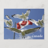 Custom Canada Flag seagulls Post card Postkarte (Vorderseite)
