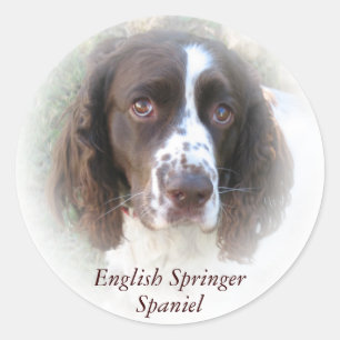 Custom English Springer Spanel Dog Stickers