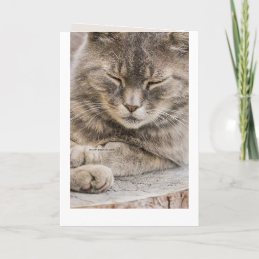 Custom Foto Cat Sympathy Card Karte (Rückseite)