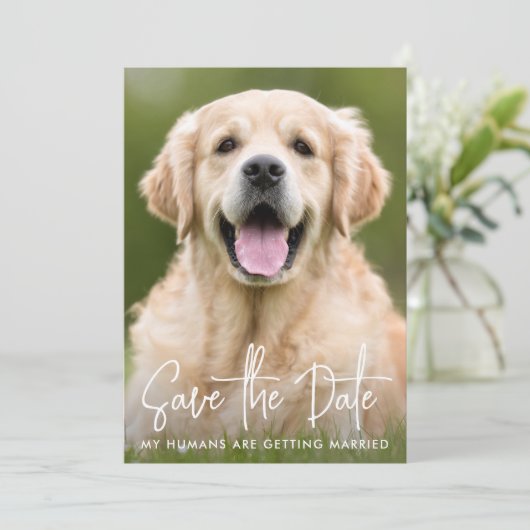 Custom Foto Moderne, einfache Elegante Haustier Ho Save The Date (Stehend Vorderseite)