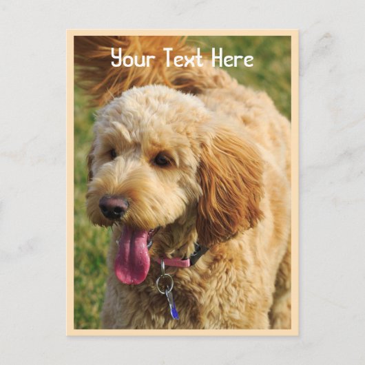 Custom Goldendoodle Dog Postkarte (Vorderseite)