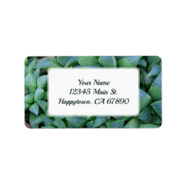 Custom Green Haworthia Succulent Pflanze Address Adressaufkleber
