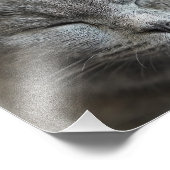 Custom Niedlich Grey Kitty Face Foto (Ecke)