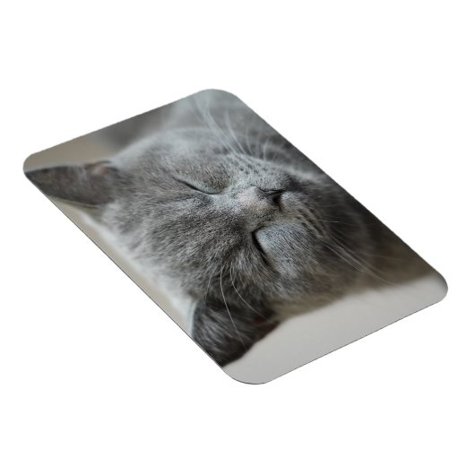 Custom Niedlich Grey Kitty Face Foto Magnet (Rechte Seite)