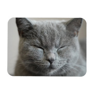 Custom Niedlich Grey Kitty Face Foto Magnet