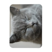 Custom Niedlich Grey Kitty Face Foto Magnet (Vertikal)