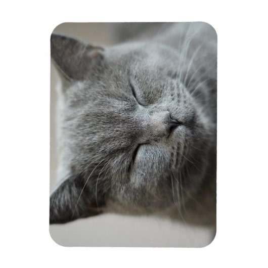 Custom Niedlich Grey Kitty Face Foto Magnet (Vertikal)