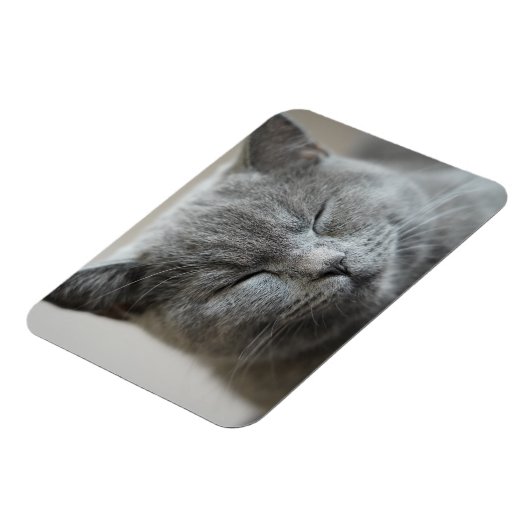 Custom Niedlich Grey Kitty Face Foto Magnet (Linke Seite)