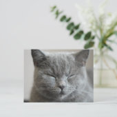 Custom Niedlich Grey Kitty Face Foto Postkarte (Stehend Vorderseite)