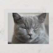 Custom Niedlich Grey Kitty Face Foto Postkarte (Vorne/Hinten)