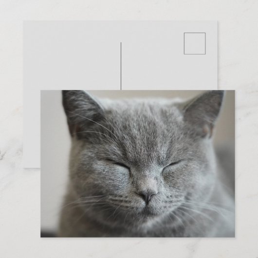Custom Niedlich Grey Kitty Face Foto Postkarte (Vorne/Hinten)