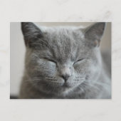 Custom Niedlich Grey Kitty Face Foto Postkarte (Vorderseite)