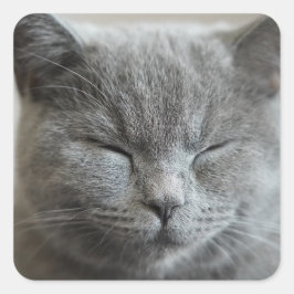 Custom Niedlich Grey Kitty Face Foto Quadratischer Aufkleber