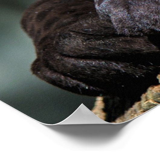 Custom Panther Poster 24" x 16" (Ecke)