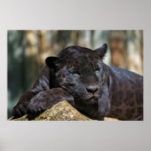 Custom Panther Poster 24" x 16" (Vorne)