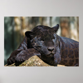 Custom Panther Poster 24" x 16"