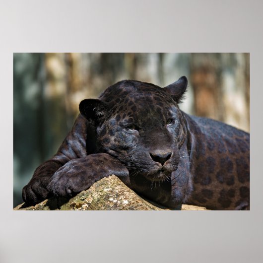 Custom Panther Poster 24" x 16" (Vorne)