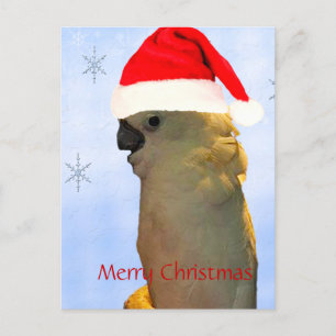 Custom Posing santa Urlaub Cockatovogel Feiertagspostkarte