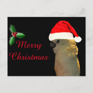 Custom Posing santa Urlaub Cockatovogel Feiertagspostkarte