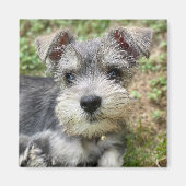 Custom Schnauzer Foto Magnet (Vorne)