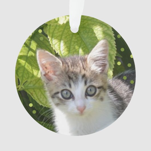 Custom Tabby Kitten Foto Ornament (Vorderseite)