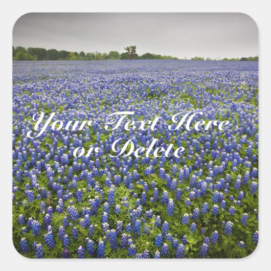 Custom Text Blue Spring Bluebonnets Texas Blume Quadratischer Aufkleber (Vorderseite)