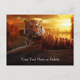 Custom Text Gorgeous Orange Wild Tiger Gold Sunset Postkarte