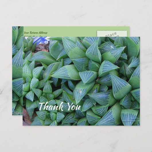 Custom Vielen Dank Green Succuled Pflanze Postcard Postkarte (Vorne/Hinten)