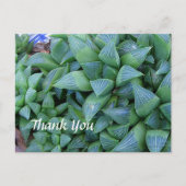 Custom Vielen Dank Haworthia Pflanze Postcard Postkarte (Vorderseite)