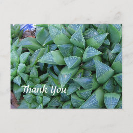 Custom Vielen Dank Haworthia Pflanze Postcard Postkarte
