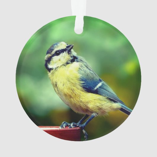 Custom Yellow=breasted Bird Foto Personalisiert Ornament (Rückseite)